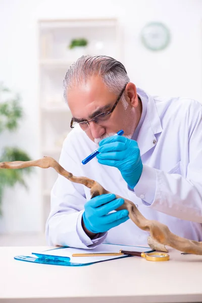 Alter leitender Paläontologe arbeitet im Labor — Stockfoto