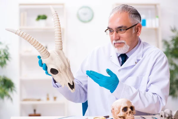Oude paleontoloog werkzaam in het lab — Stockfoto