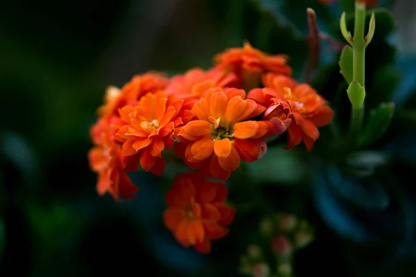 Apelsinblomma clivia miniata i trädgården — Stockfoto