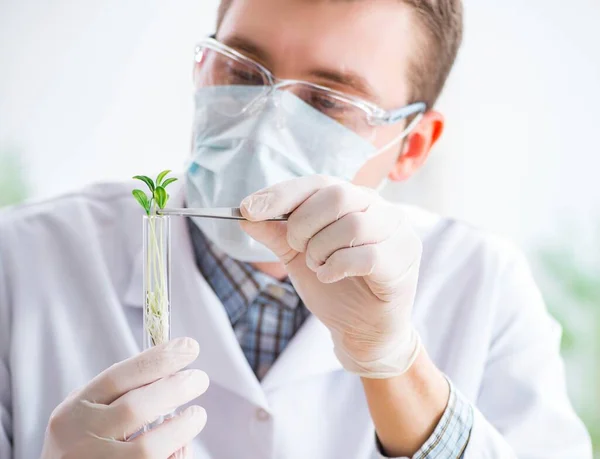 Männlicher Biochemiker arbeitet im Labor an Pflanzen — Stockfoto