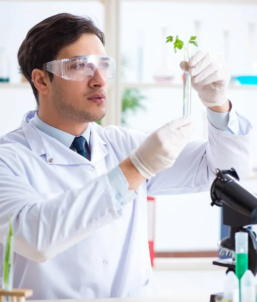 Biochimiste masculin travaillant en laboratoire sur les plantes — Photo