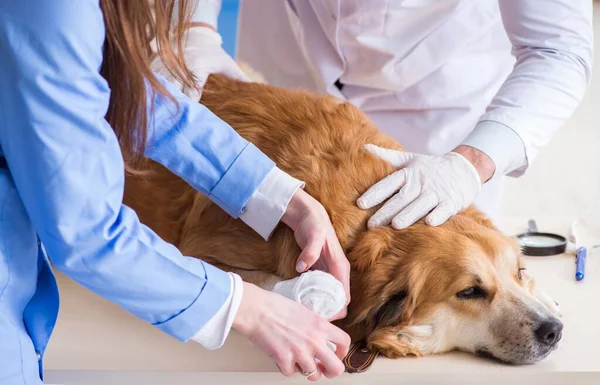 Läkare och assistent kollar upp golden retriever hund i veterinär cli — Stockfoto