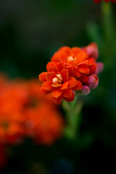 Orange flower clivia miniata in the garden — Stock Photo, Image