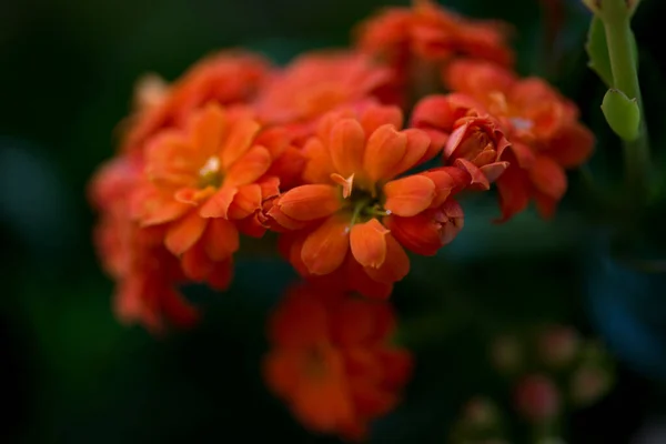 Orange blomma clivia miniata i trädgården på natten — Stockfoto