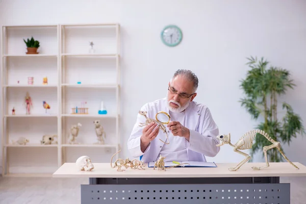 Oude mannelijke paleontoloog onderzoekt oude dieren in het lab — Stockfoto