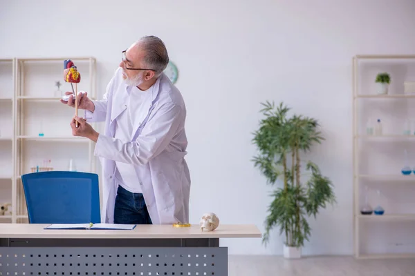 Viejo cardiólogo masculino explicando la estructura del corazón humano —  Fotos de Stock