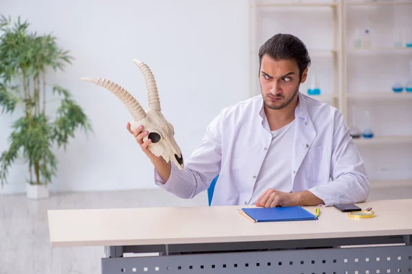 Jonge mannelijke paleontoloog onderzoekt geitenkop in lab — Stockfoto