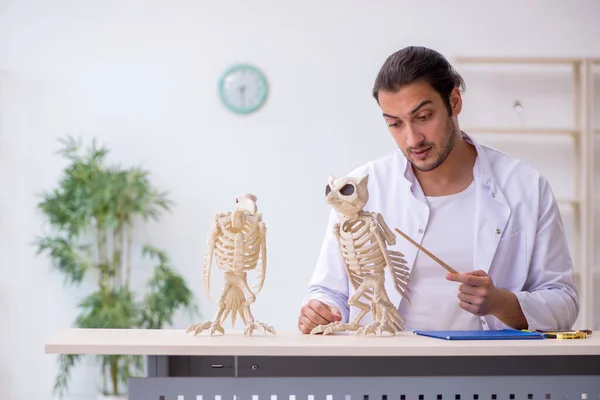 年轻的男性动物学家展示鹰和猫头鹰的骨骼 — 图库照片