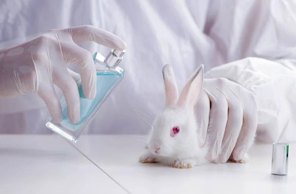 白兔在科学实验中的应用 — 图库照片