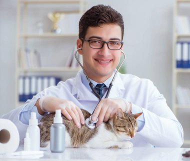 Kedi muayenesi için veteriner.