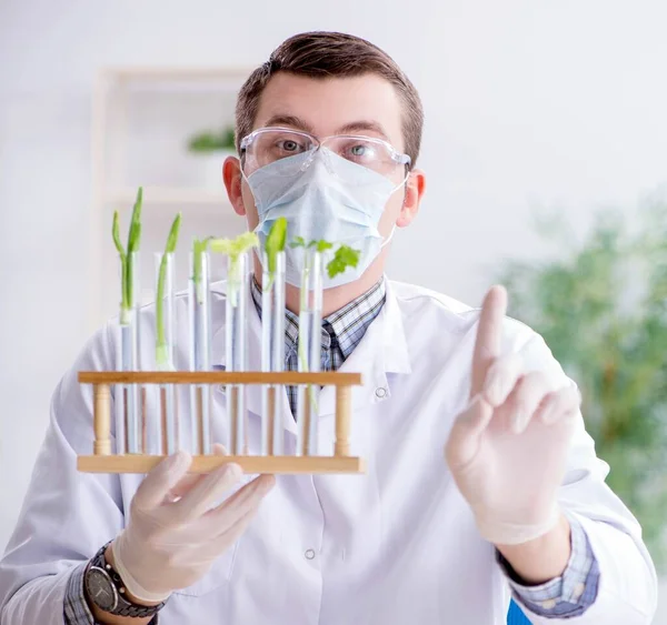 在植物实验室工作的男性生物化学家 — 图库照片