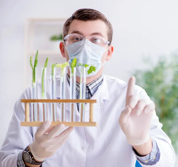 Mužský biochemik pracující v laboratoři na rostlinách — Stock fotografie