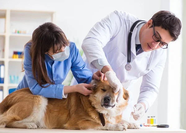 Läkare och assistent kollar upp golden retriever hund i veterinär cli — Stockfoto