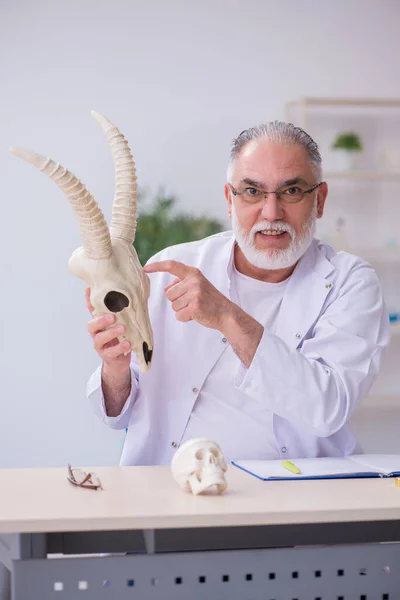 Alter männlicher Paläontologe untersucht Ziegenkopf im Labor — Stockfoto