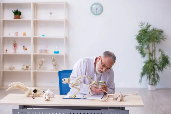 Old male paleontologist examining ancient animals at lab — Stock Photo, Image