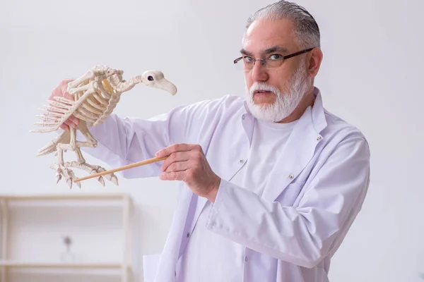 研究室で鳥を調べる古い男性古生物学者 — ストック写真