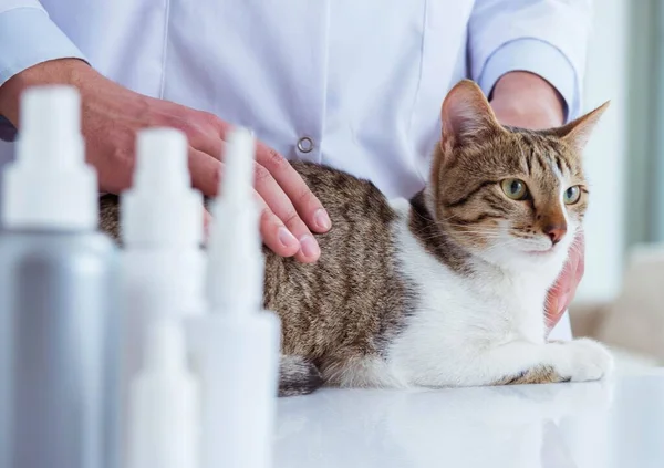 Veterinario visitante de gato para chequeo regular — Foto de Stock