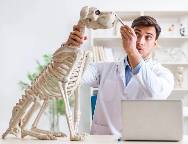 Γιατρός κτηνίατρος εξάσκηση στο σκελετό του σκύλου — Φωτογραφία Αρχείου