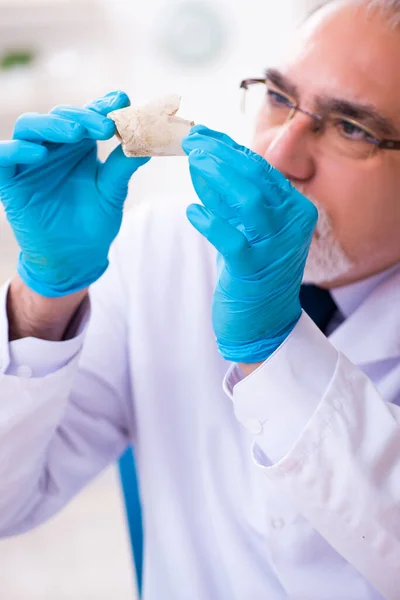 Oude paleontoloog werkzaam in het lab — Stockfoto