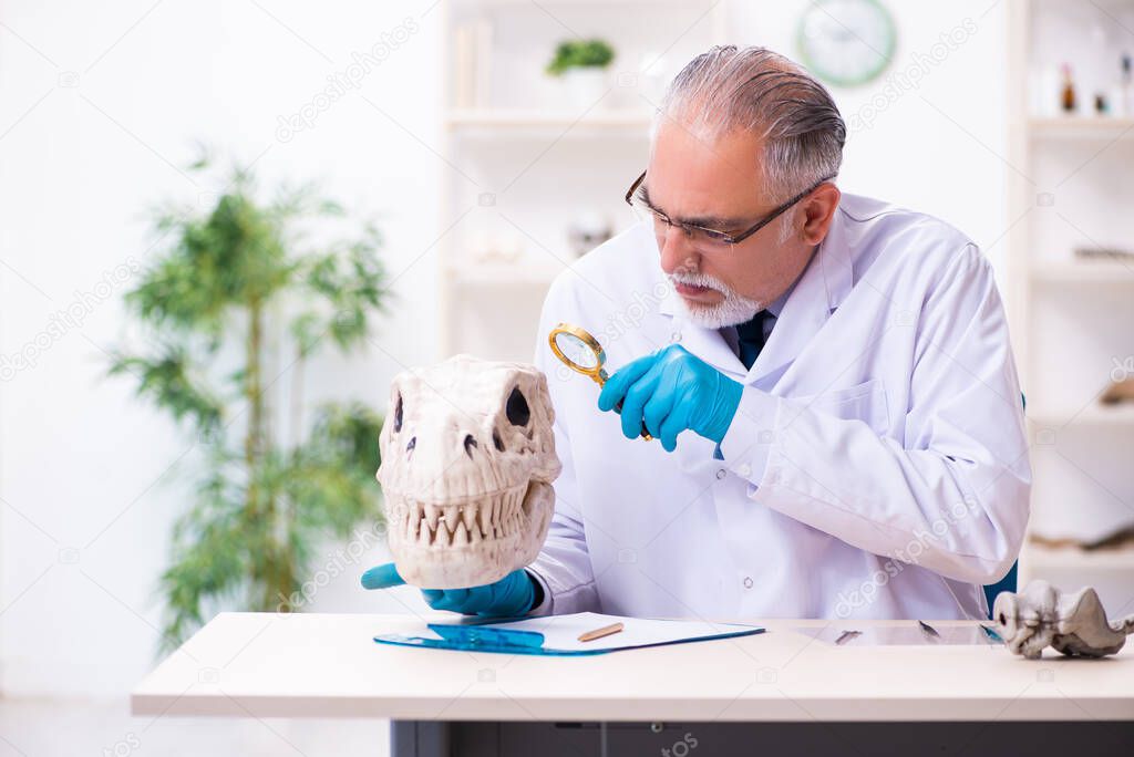 Old senior paleontologist working in the lab