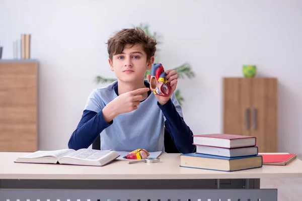 Skolpojke studerar hjärtmodell hemma — Stockfoto