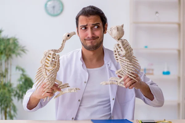 Jonge mannelijke zoöloog die skeletten van arend en uil demonstreert — Stockfoto