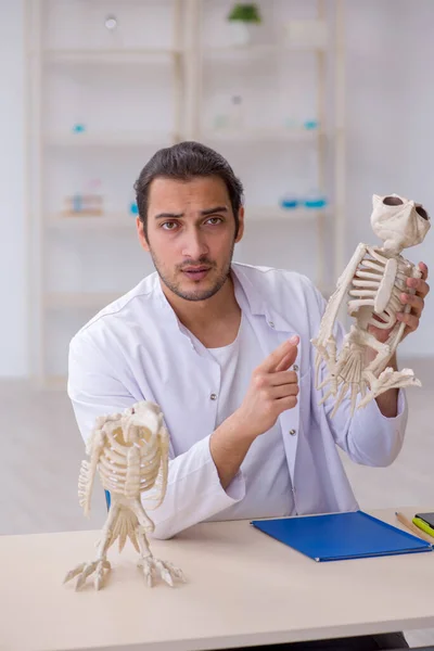 Joven zoólogo masculino demostrando esqueletos de águila y búho — Foto de Stock