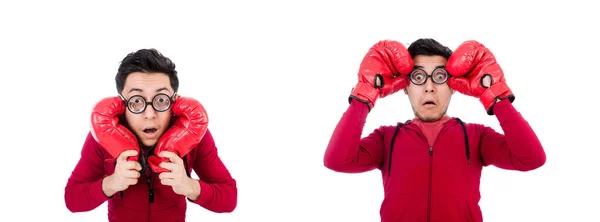 Boxer engraçado isolado em branco — Fotografia de Stock