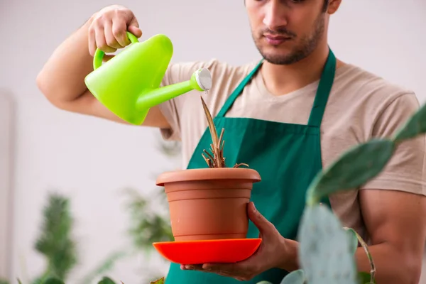 Junger Gärtner mit Pflanzen im Haus — Stockfoto