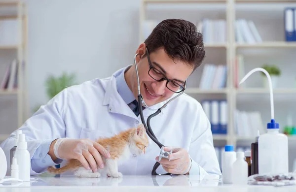 Kočičí návštěva veterináře pro pravidelnou kontrolu — Stock fotografie