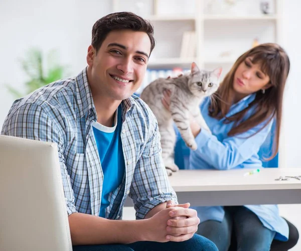 Cat being examining in vet clinic