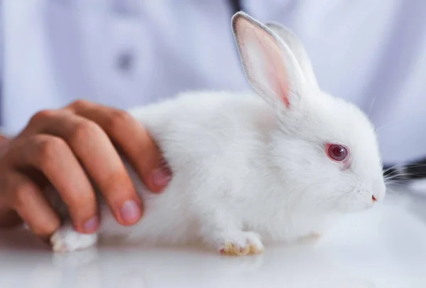 Médico veterinario examinando conejo mascota en la clínica — Foto de Stock