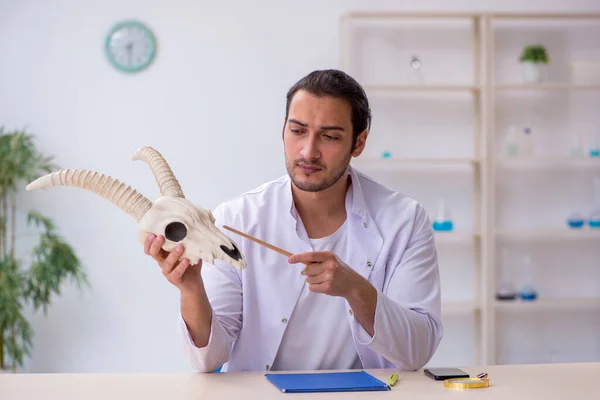Ung manlig paleontolog undersöker gethuvud i labbet — Stockfoto