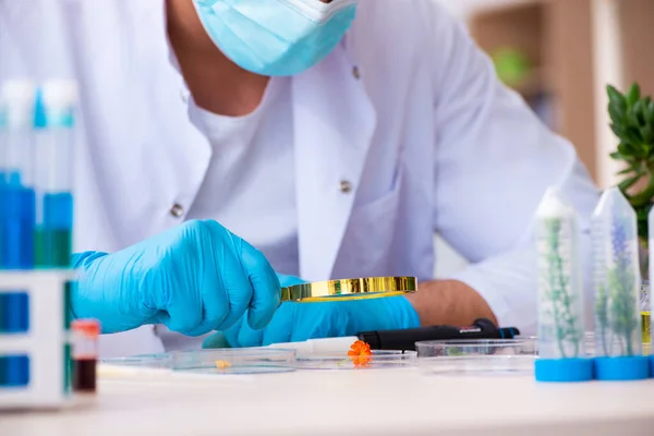 Joven perfumista químico masculino trabajando en el laboratorio — Foto de Stock