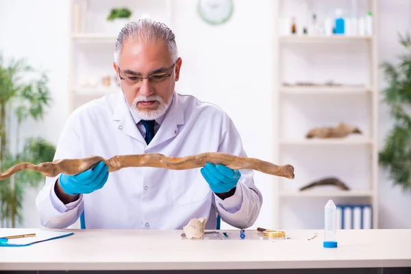 Alter leitender Paläontologe arbeitet im Labor — Stockfoto