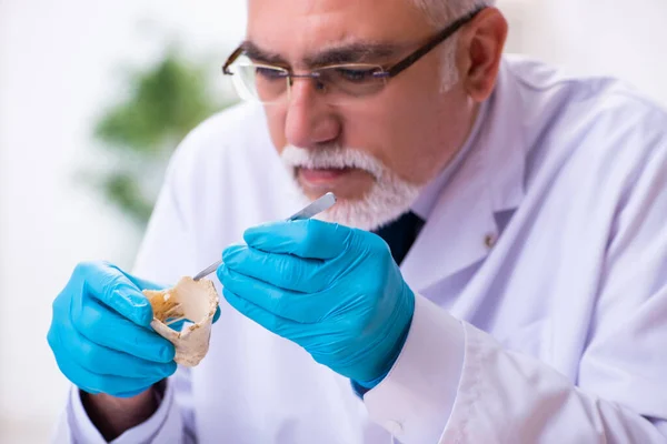 Alter leitender Paläontologe arbeitet im Labor — Stockfoto