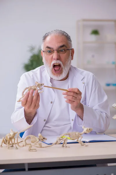 Alter männlicher Paläontologe untersucht uralte Tiere im Labor — Stockfoto