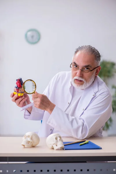 Alter männlicher Kardiologe erklärt menschliche Herzstruktur — Stockfoto