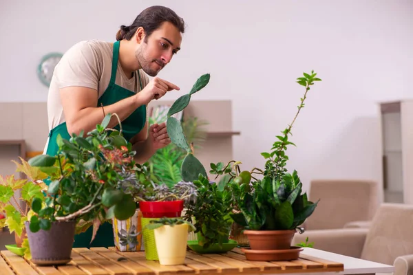 Jovem jardineiro masculino com plantas dentro de casa — Fotografia de Stock