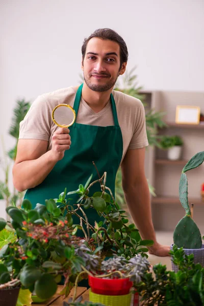 Young male gardener with plants indoors — Stock Photo, Image