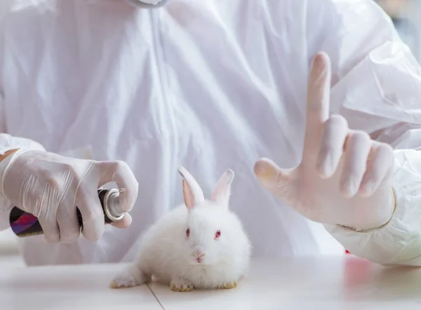 研究室でウサギと動物実験をする科学者 — ストック写真