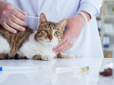 Kedi muayenesi için veteriner.