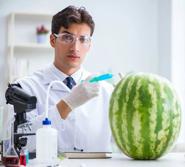 Scientist testing watermelon in lab