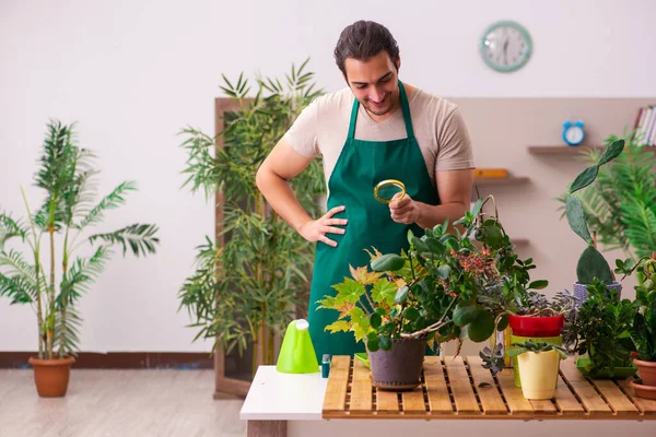 Jovem jardineiro masculino com plantas dentro de casa — Fotografia de Stock