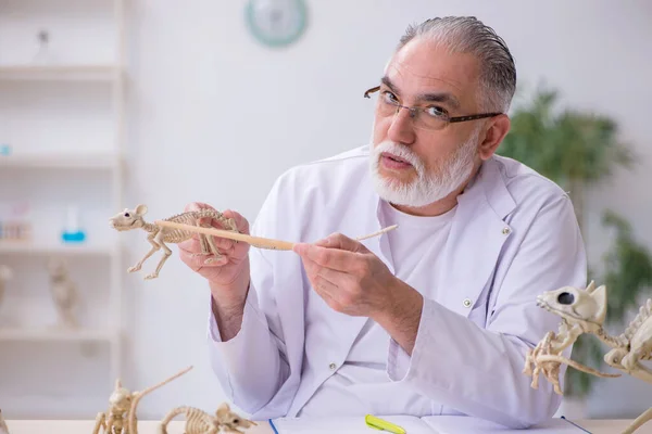 Velho paleontólogo masculino examinando animais antigos no laboratório — Fotografia de Stock