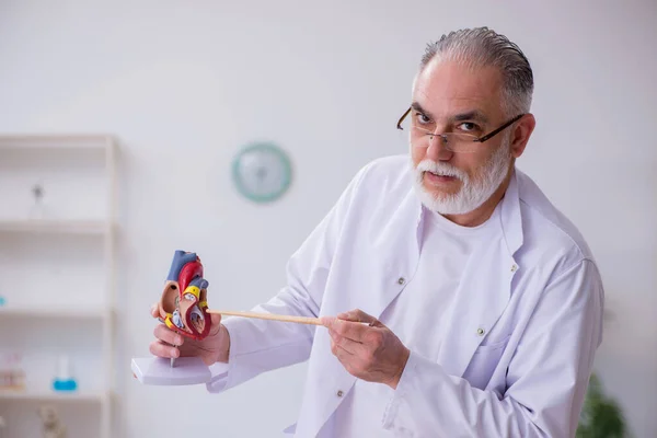 Stary kardiolog wyjaśniający ludzką strukturę serca — Zdjęcie stockowe