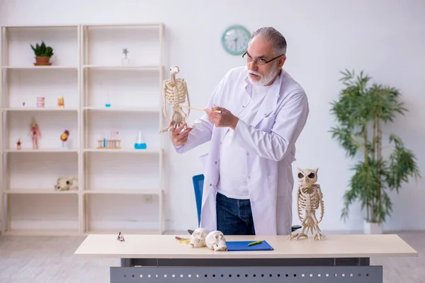 Viejo paleontólogo masculino examinando aves en el laboratorio —  Fotos de Stock