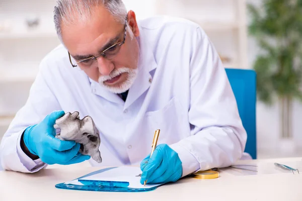 Velho paleontólogo sênior trabalhando no laboratório — Fotografia de Stock