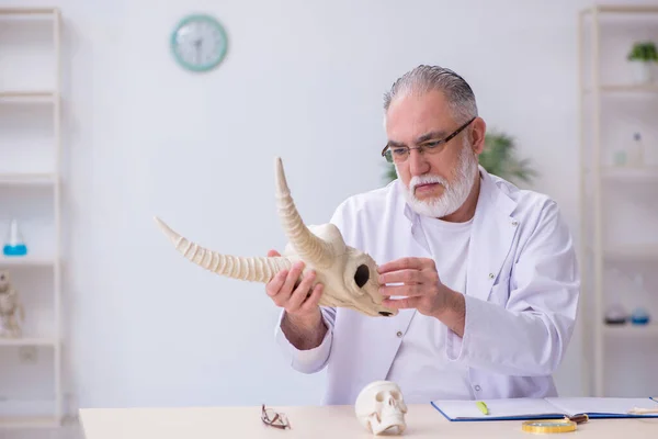 Oude mannelijke paleontoloog onderzoekt geitenkop in het lab — Stockfoto