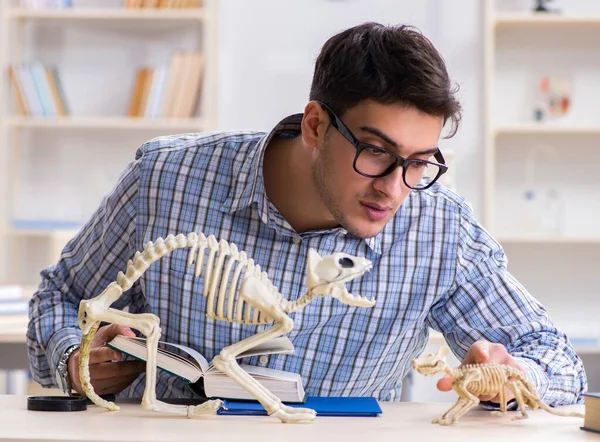 Estudante médico estudando esqueleto animal — Fotografia de Stock
